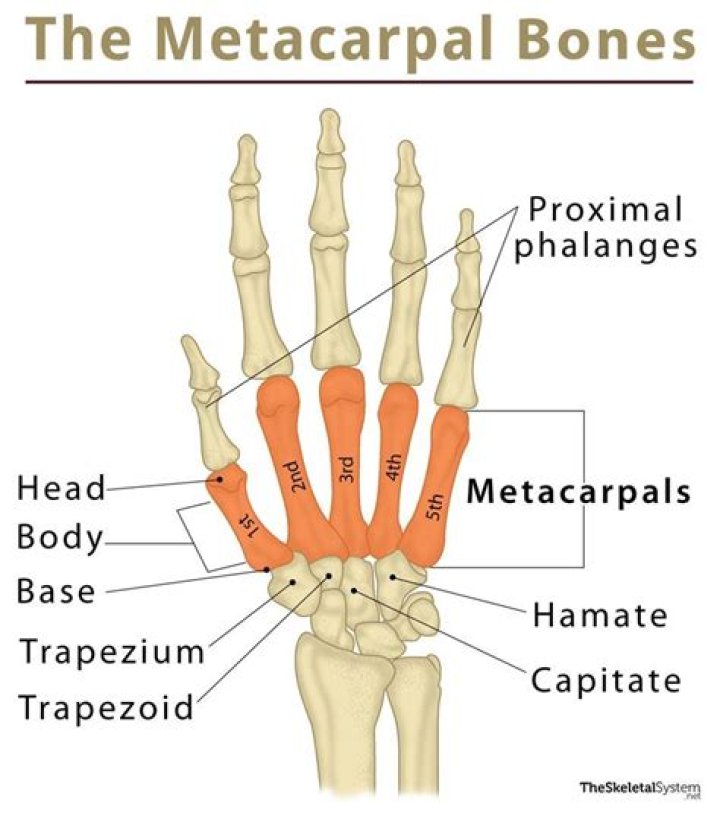 Where are metacarpals located?
