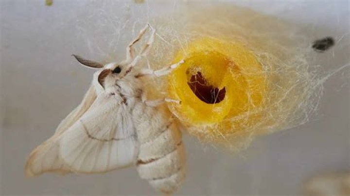 Where can i stream cocoon?