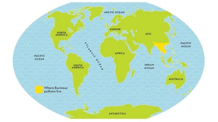 Where did plasmodesmata originate?