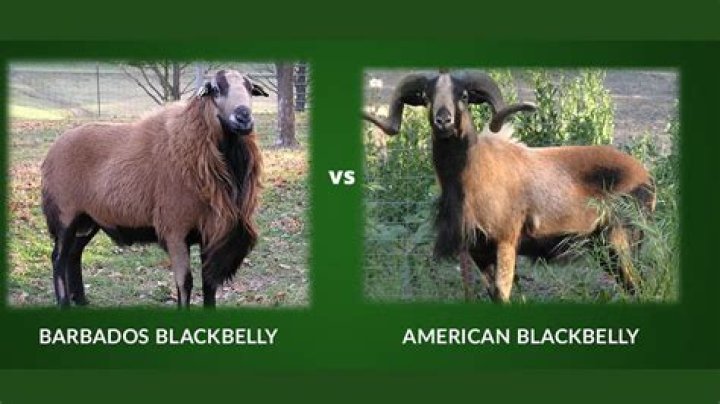 Where did the american blackbelly originate?