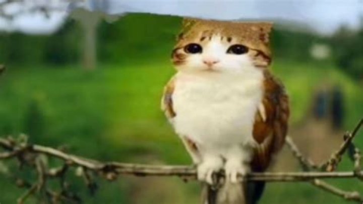 Where did the word mewl come from?