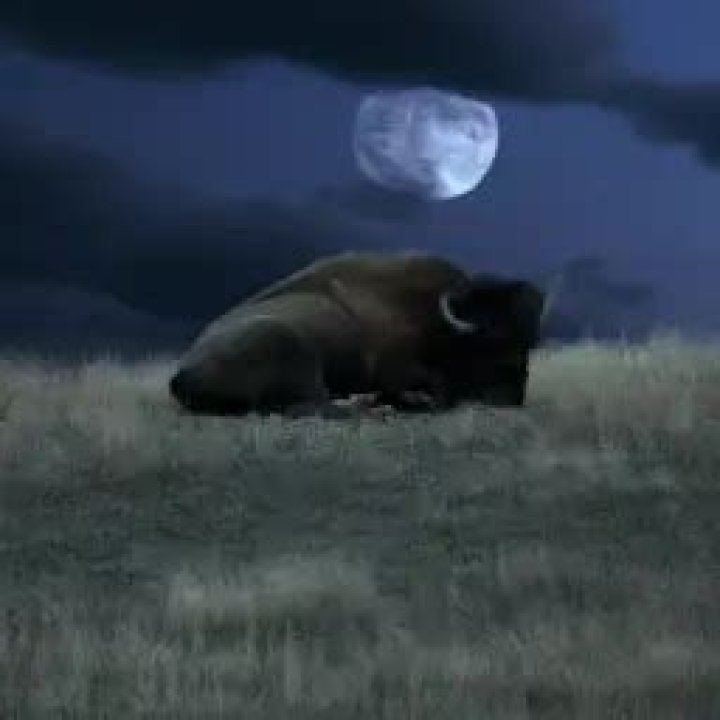 Where do bison sleep?