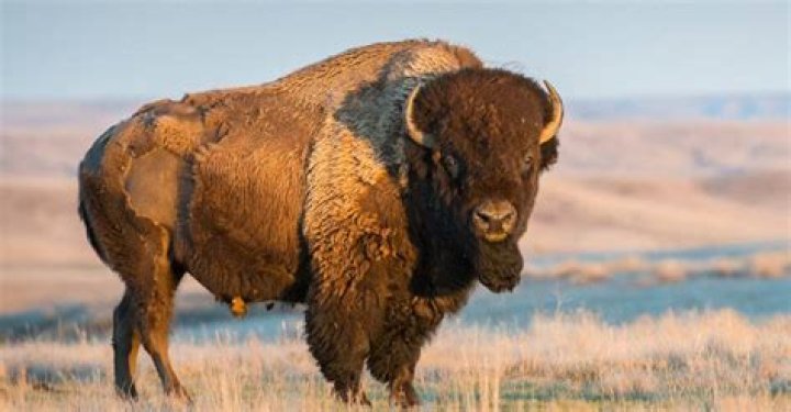 Where do buffalos live?