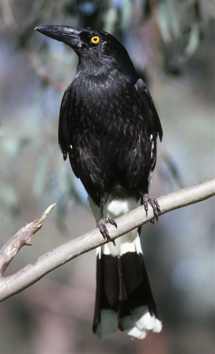 Where do currawongs live?