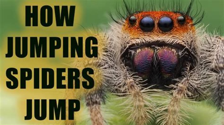 Where do daring jumping spider come from?