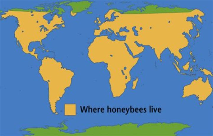 Where do honey bees live?