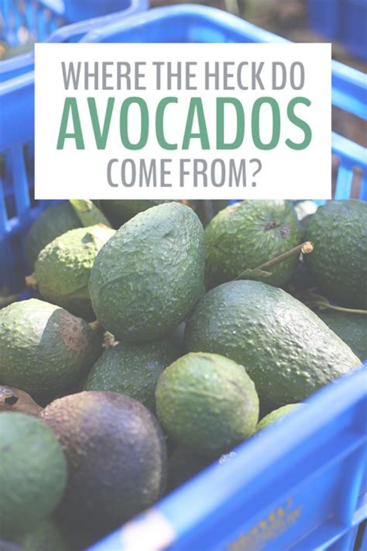 Where do most avocados come from?