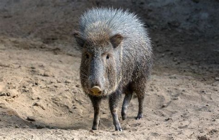 Where do peccaries live?