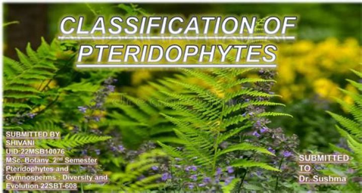 Where do pteridophytes live?