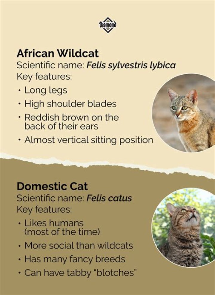 Where do serval cats come from?