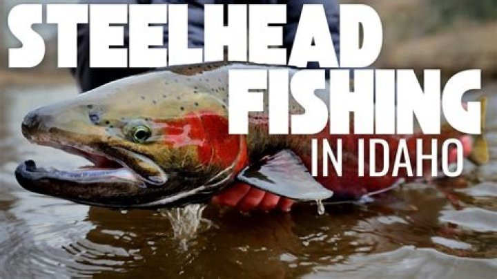 Where do steelhead live?