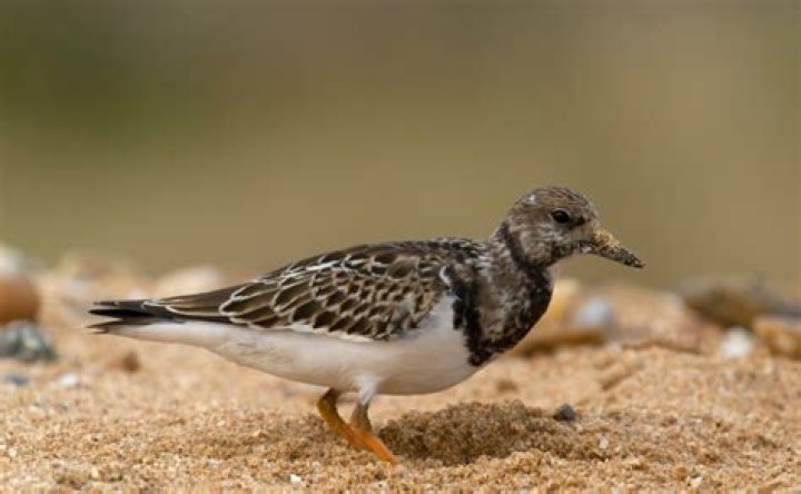Where do turnstones breed?