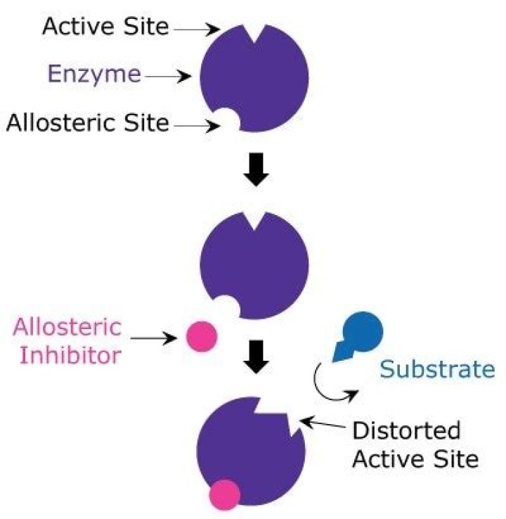 Where does allosteric come from?