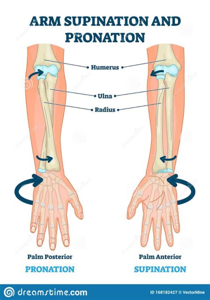 Where does pronation and supination occur in the arm?