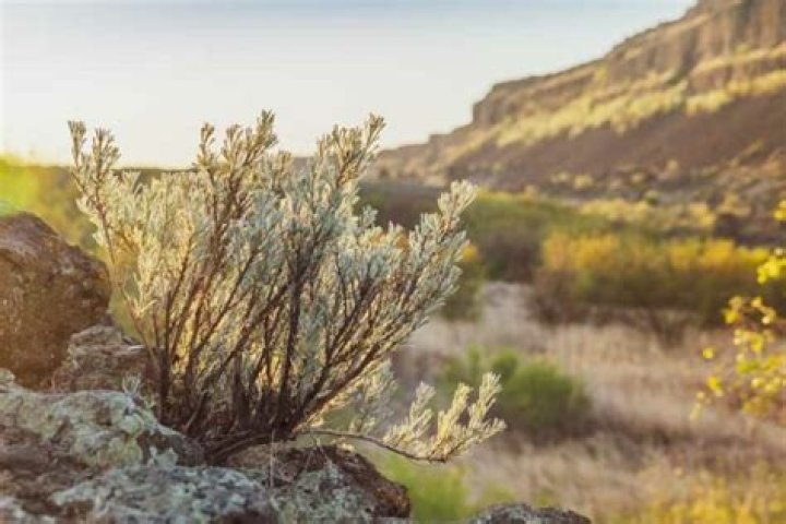 Where does sagebrush grow?