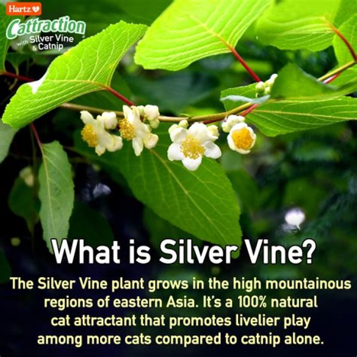 Where does silvervine grow?