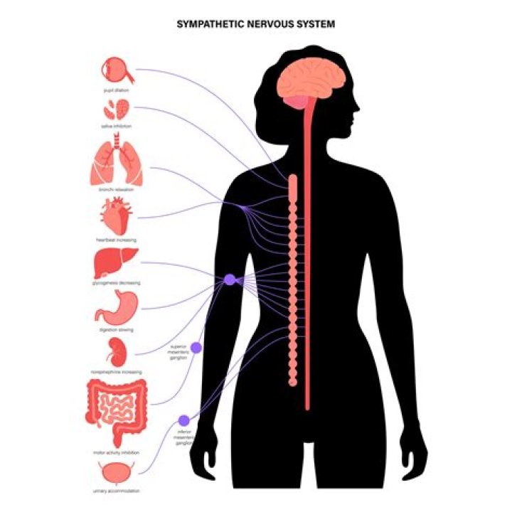 Where does sympathetic nervous system originate?