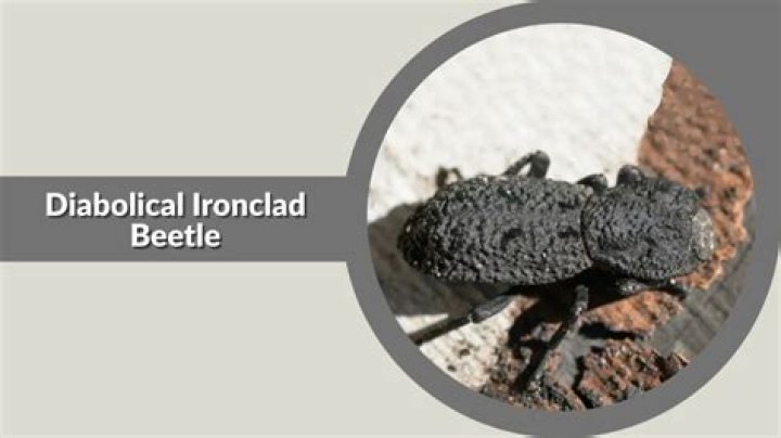 Where does the diabolical ironclad beetle live?