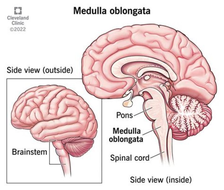 Where is medulla oblongata?