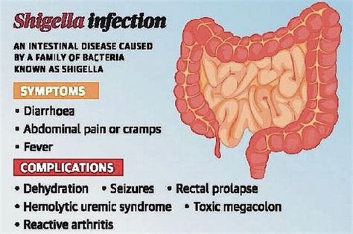Where is shigella found?
