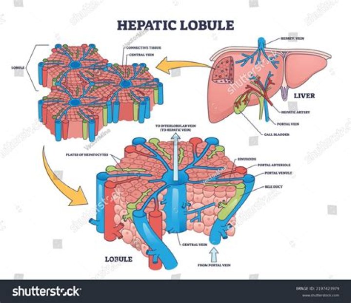 Where is the hepatic lobules?