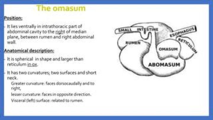 Where is the omasum found?