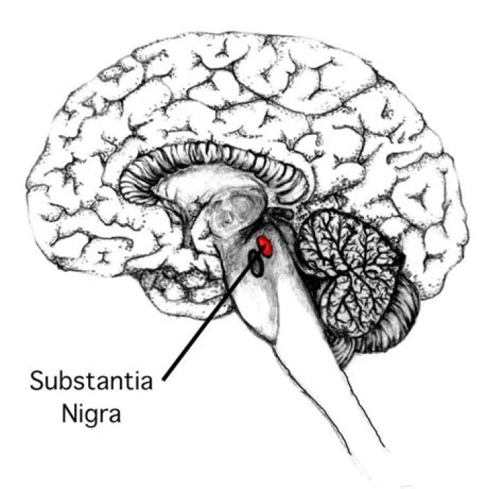 Where is the substantia nigra located?