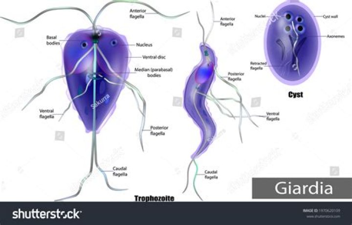 Where is the trophozoite form of giardia lamblia found?