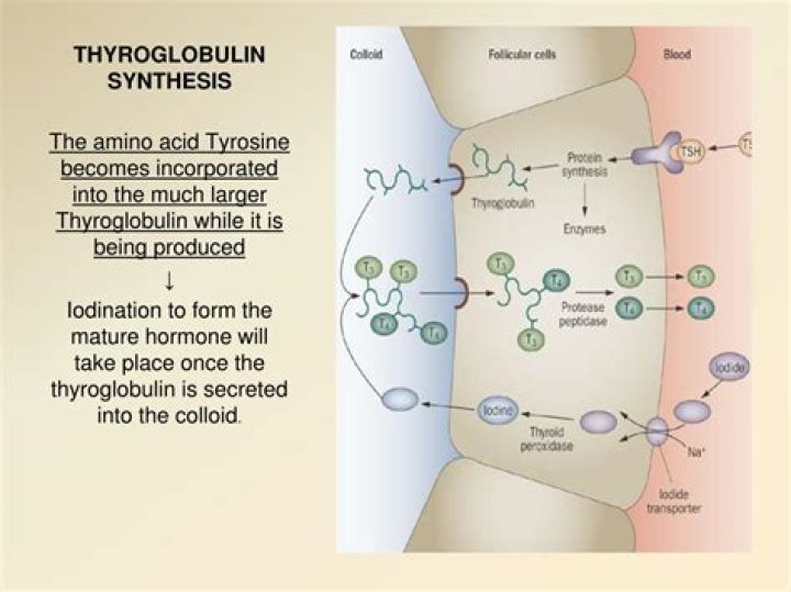 Where is thyroglobulin synthesis?