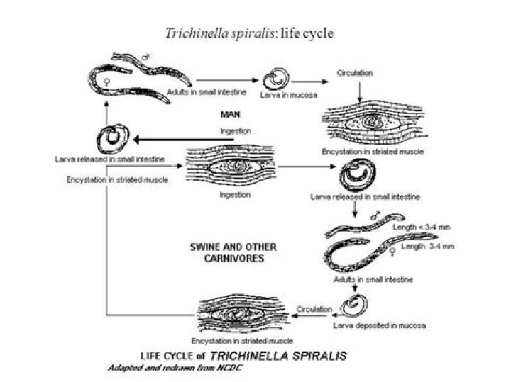 Where is trichinella spiralis found?