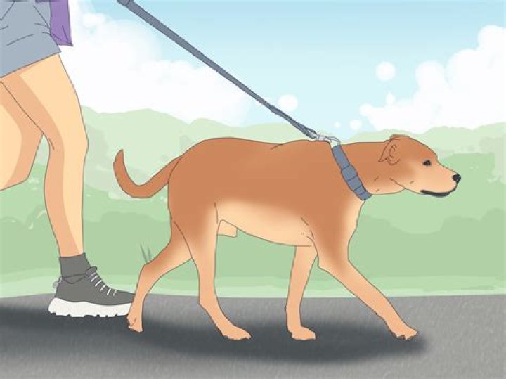 Where should the mating of dogs take place?
