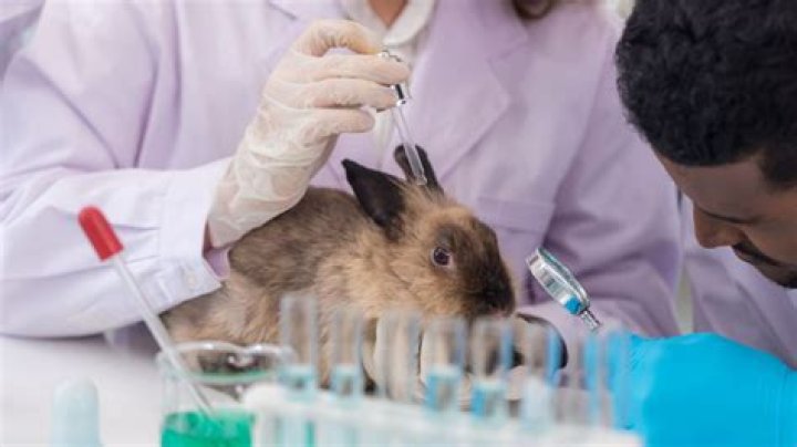 Where testing on animals?