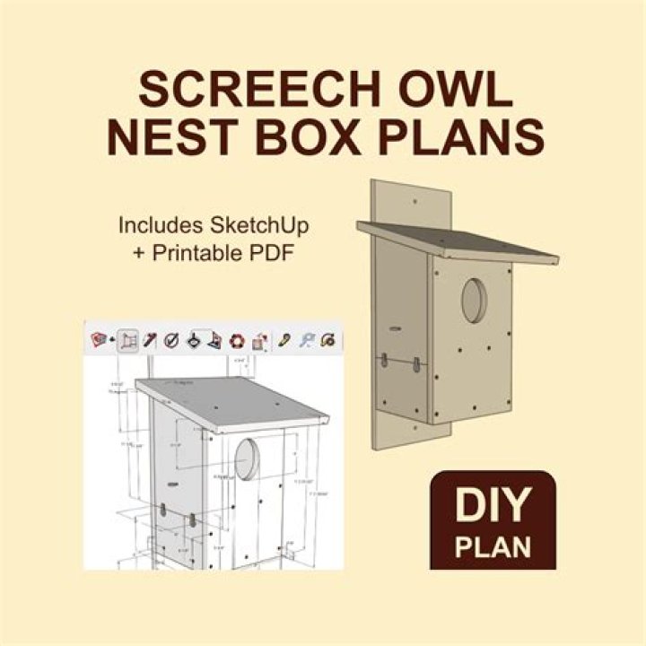 Where to place screech owl box?