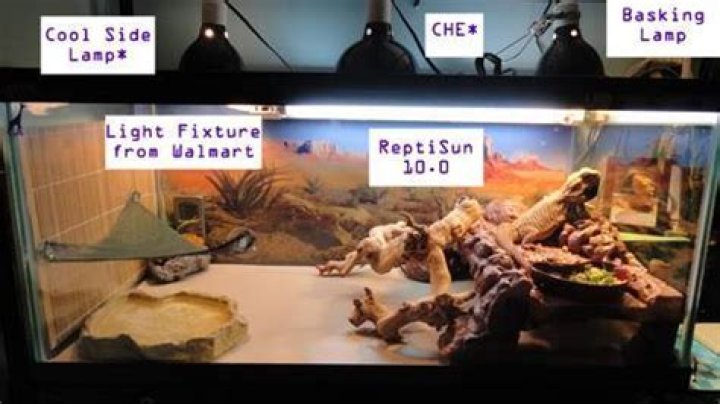 Where to put uvb light in bearded dragon?