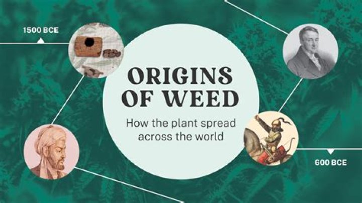 Where weed was first discovered?