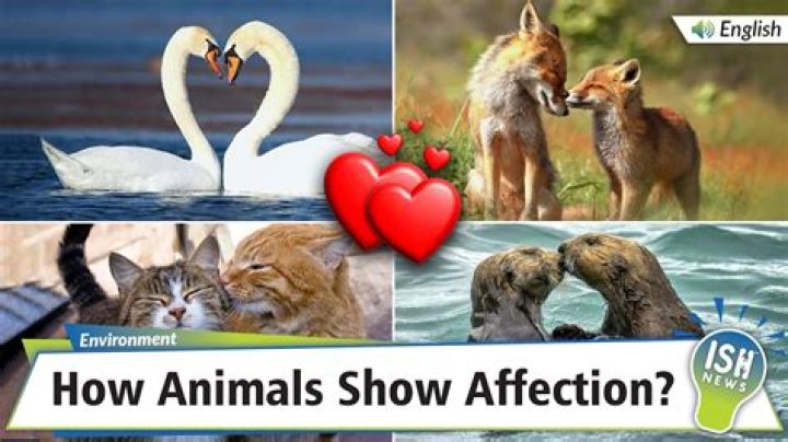 Which animals show affection?
