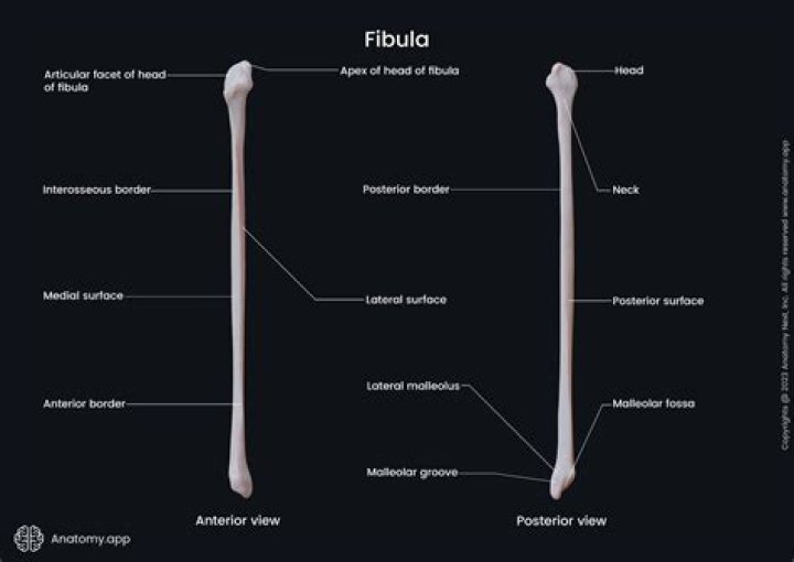 Which articulates with the fibula?
