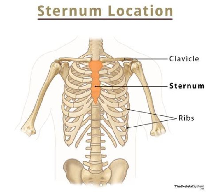 Which bone is the sternum?
