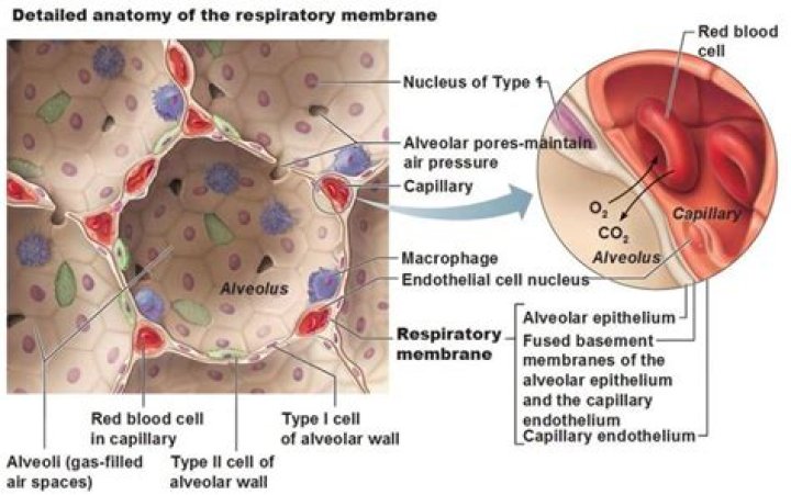 Which cell is a respiratory macrophage?