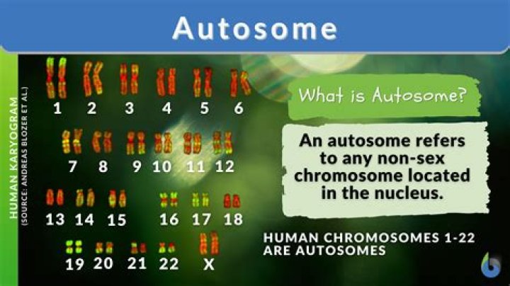 Which chromosomes are autosomes?