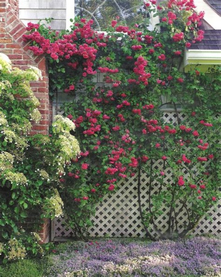 Which climbing roses bloom all summer?
