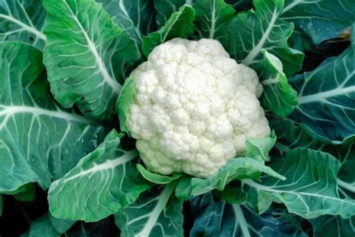 Which cloud appears like a cauliflower in the sky?