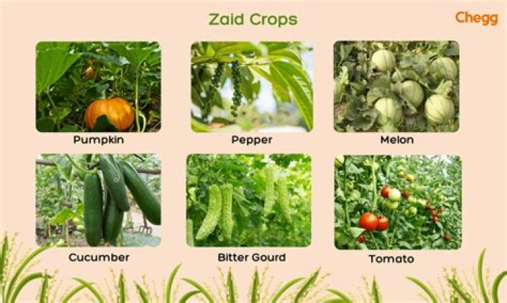 Which crop is grown in zaid season?
