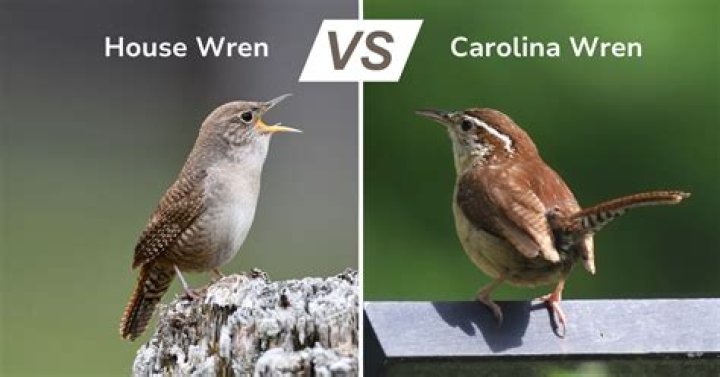 Which direction should wren house face?