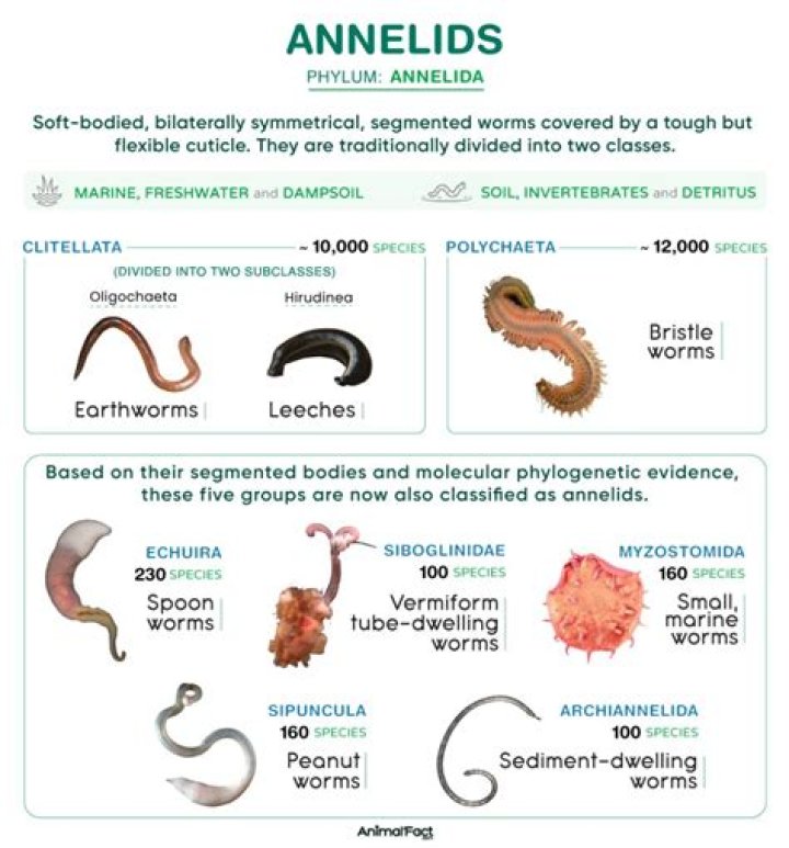 Which is not a feature of annelids?