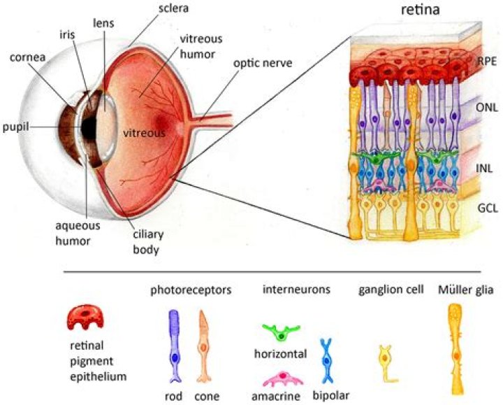 Which layer of the eye contains the photoreceptor cells?