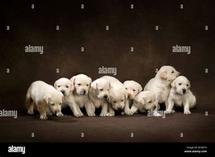Which litter of puppies is best?