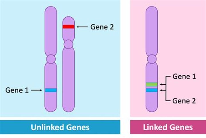 Which loci are linked?
