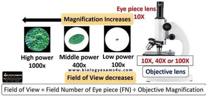 Which magnification has the largest field of view?