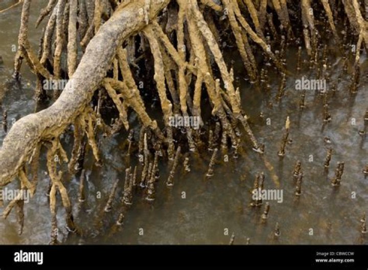 Which mangrove has pneumatophores?